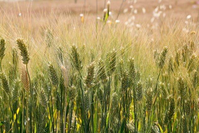 wheat